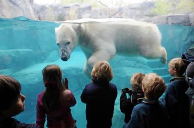 Photo ours polaire, Aquarium de Québec